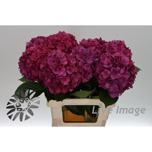 Hydrangea purple haze