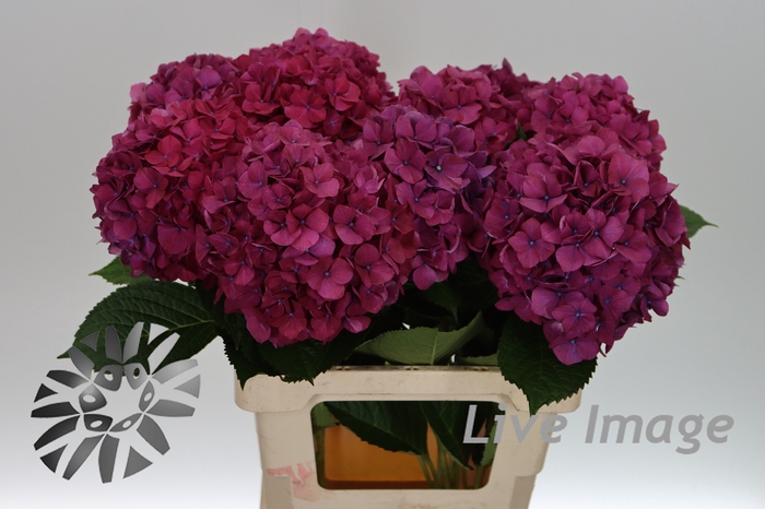 <h4>Hydrangea purple haze</h4>