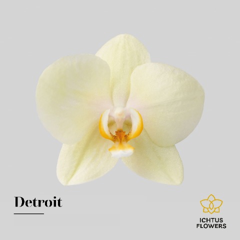 <h4>PHAL DETROIT BLOEM variabel aantal .</h4>