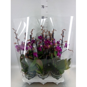 Phalaenopsis   ...mix