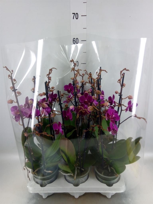 <h4>Phalaenopsis   ...mix</h4>