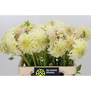 Dahlia KA's Champagne
