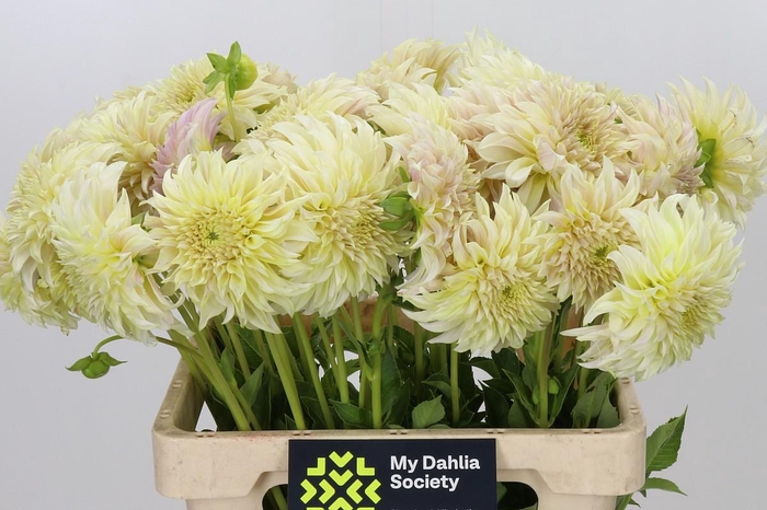 <h4>Dahlia KA's Champagne</h4>