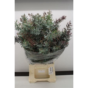 ACACIA BAILEYANA MIMOSA BALEYANA