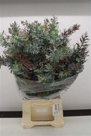 <h4>ACACIA BAILEYANA MIMOSA BALEYANA</h4>