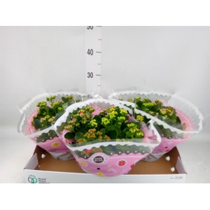 Kalanchoe blos.   ..rosebud mix/pot
