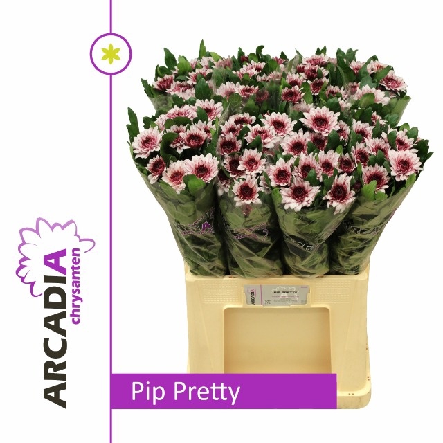 <h4>CHR G PIP PRETTY</h4>