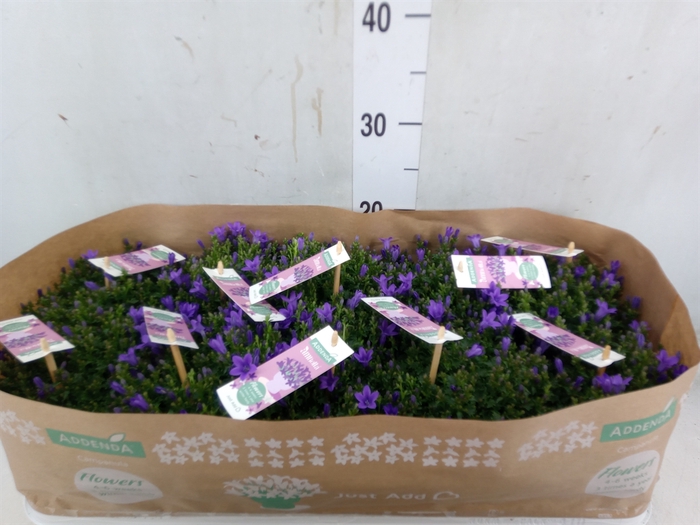 <h4>Campanula porten. 'Ambella In Prpl'</h4>