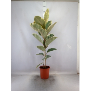 Ficus elastica 'Tineke'