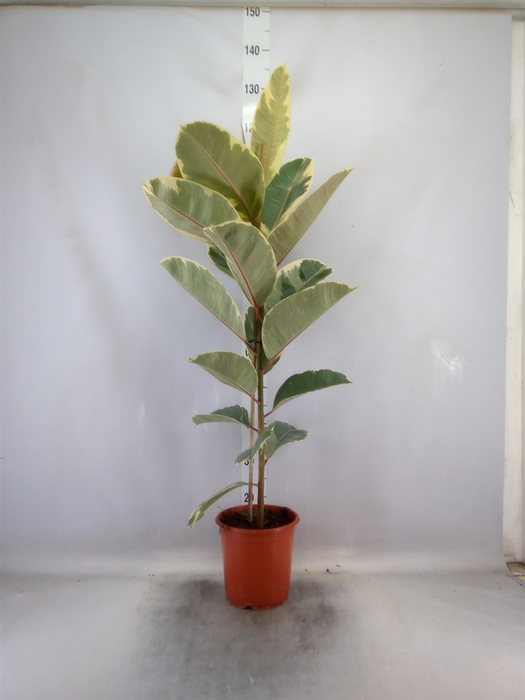 <h4>Ficus elastica 'Tineke'</h4>