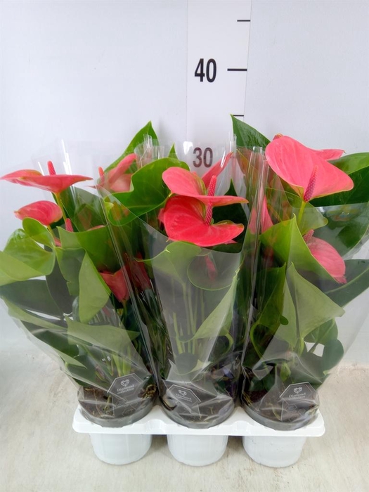 <h4>Anthurium andr. 'Sweet Dream'</h4>