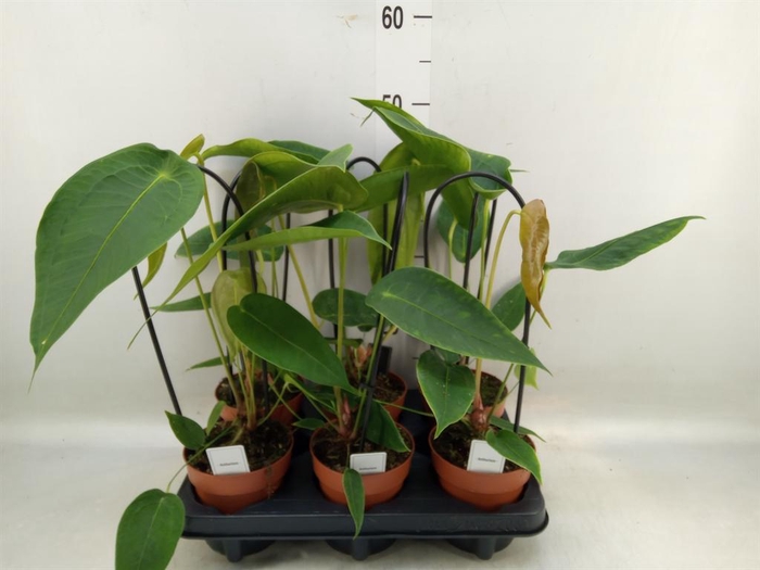 <h4>Anthurium   ...</h4>