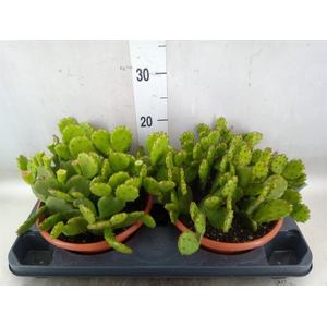 Opuntia humifusa