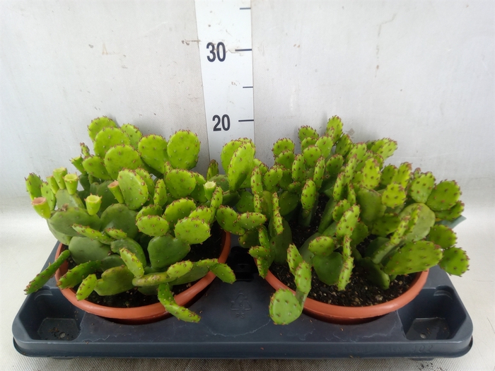 <h4>Opuntia humifusa</h4>