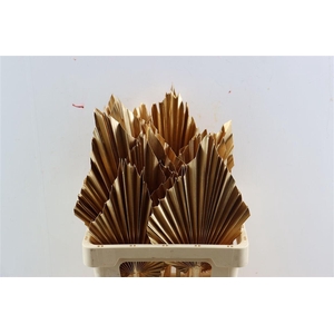 Dried Palm Spear Xl Ant Gold Ppc