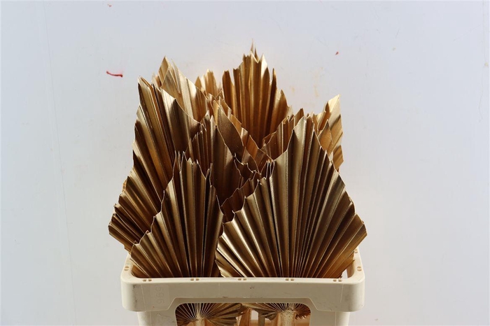 <h4>Dried Palm Spear Xl Ant Gold Ppc</h4>