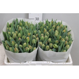 Tu Du Orange Princes