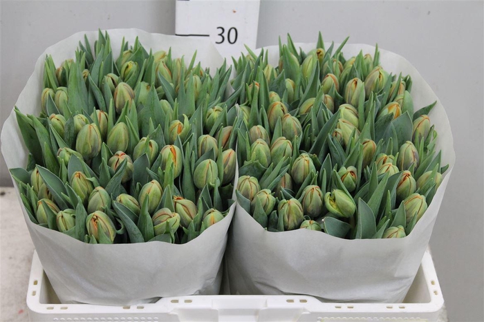 <h4>Tu Du Orange Princes</h4>