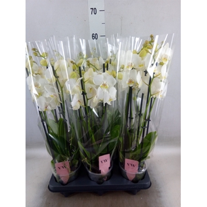 Phalaenopsis  'Ant Inverness'