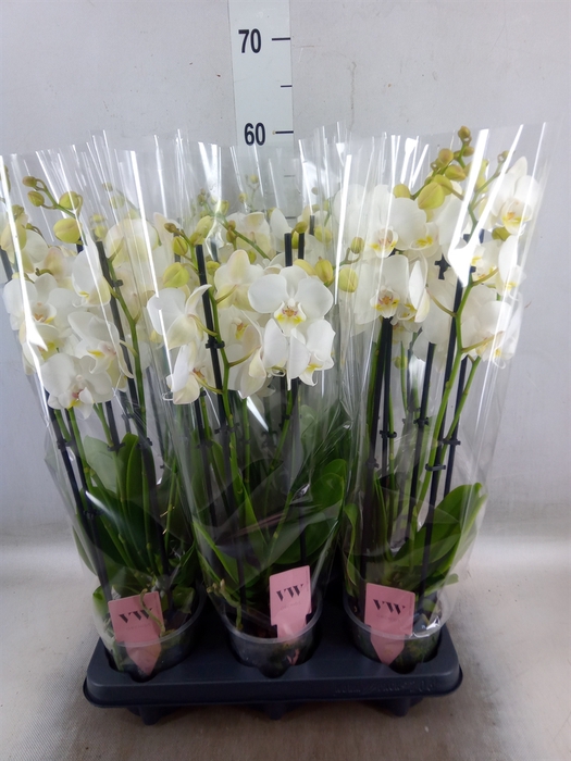 <h4>Phalaenopsis  'Ant Inverness'</h4>