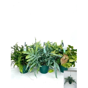 Hanging plant   ...mix