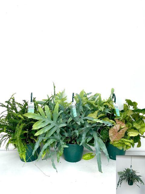 <h4>Hanging plant   ...mix</h4>