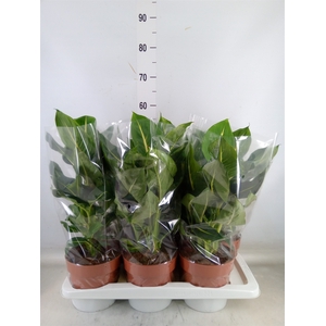 Dieffenbachia  'Green Magic'