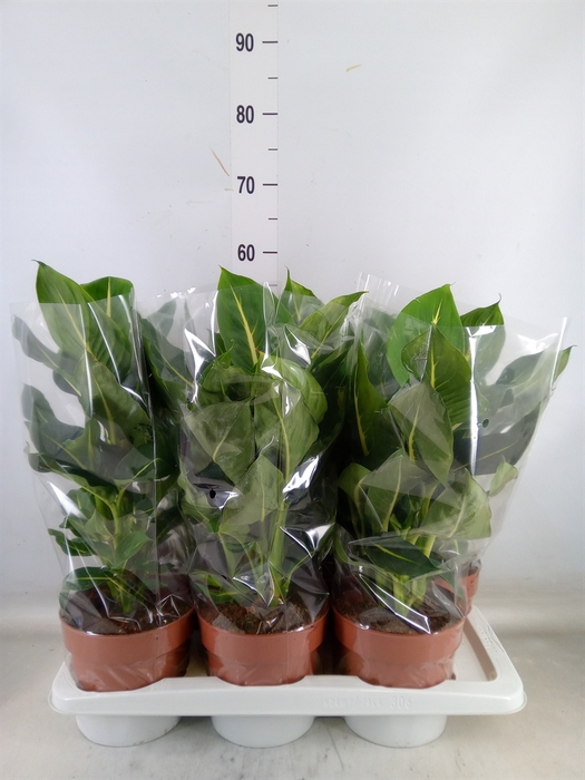 <h4>Dieffenbachia  'Green Magic'</h4>
