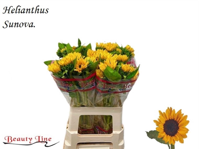 <h4>HELI SUNOVA</h4>