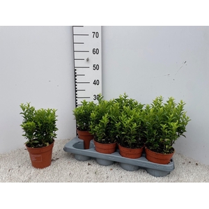 EUONYMUS JA GR SPIRE