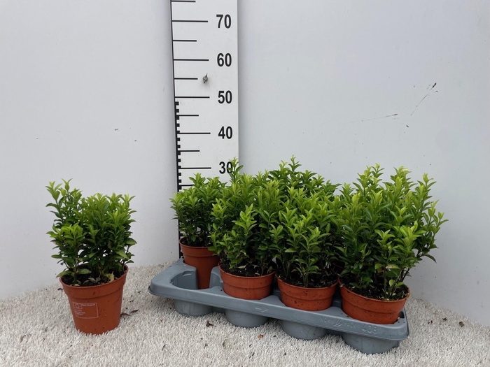 <h4>EUONYMUS JA GR SPIRE</h4>