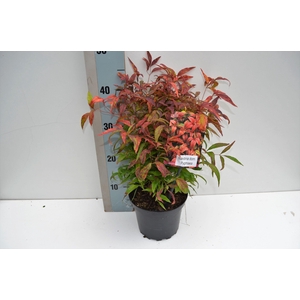 Nandina domestica 'Pygmea'