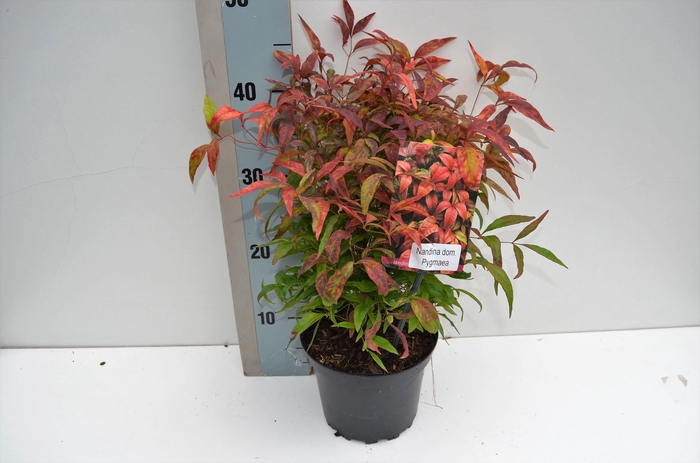<h4>Nandina domestica 'Pygmea'</h4>
