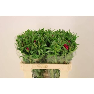 CLARKIA AM GR RED
