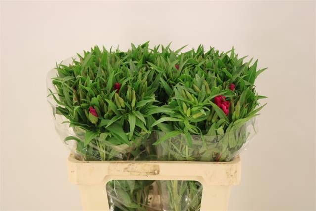 CLARKIA AM GR RED