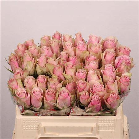 <h4>R Gr Pink Athena</h4>