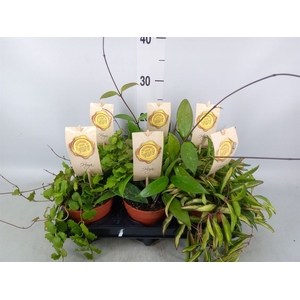 Hoya carnosa
