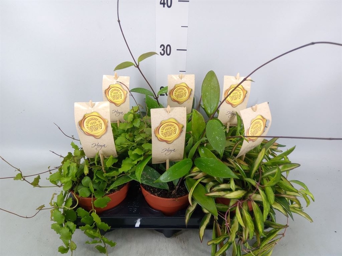 <h4>Hoya carnosa</h4>