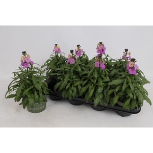 ERYS LEY PURPLE GLOW