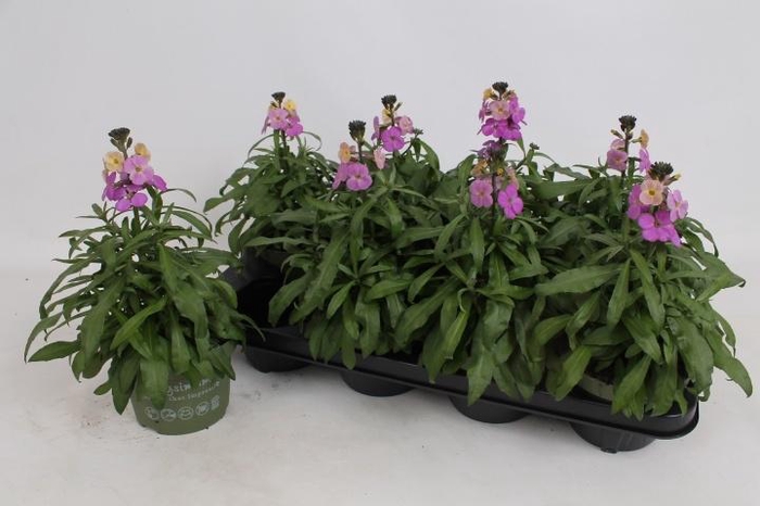 <h4>ERYS LEY PURPLE GLOW</h4>