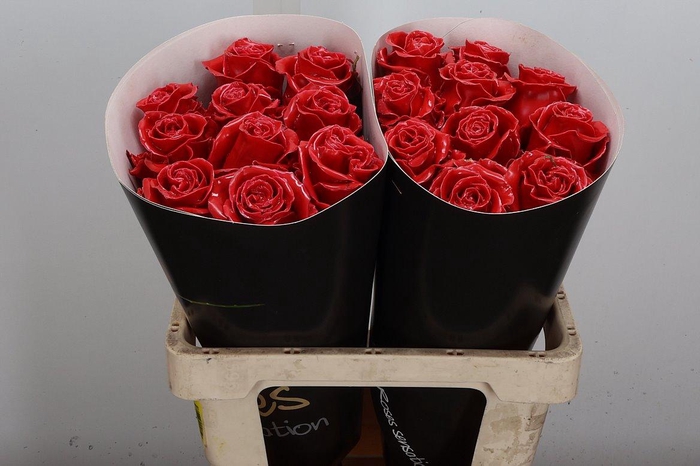 <h4>R Ov Wx Licht Rood W3</h4>