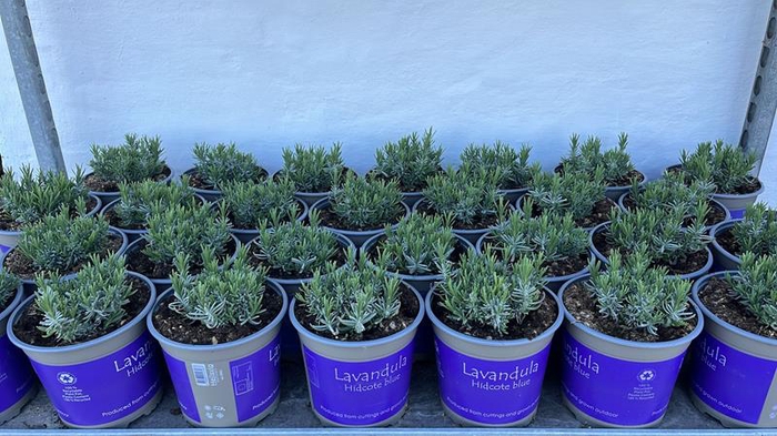 <h4>LAVANDULA ANGUSTIFOLIA</h4>