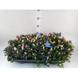 Rhododendron sim. 'Hor Primavera'