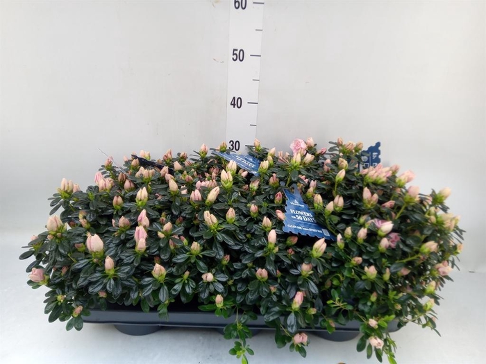 <h4>Rhododendron sim. 'Hor Primavera'</h4>
