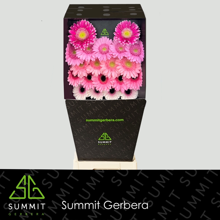 <h4>Germini Mix 3 kleuren Diamond</h4>