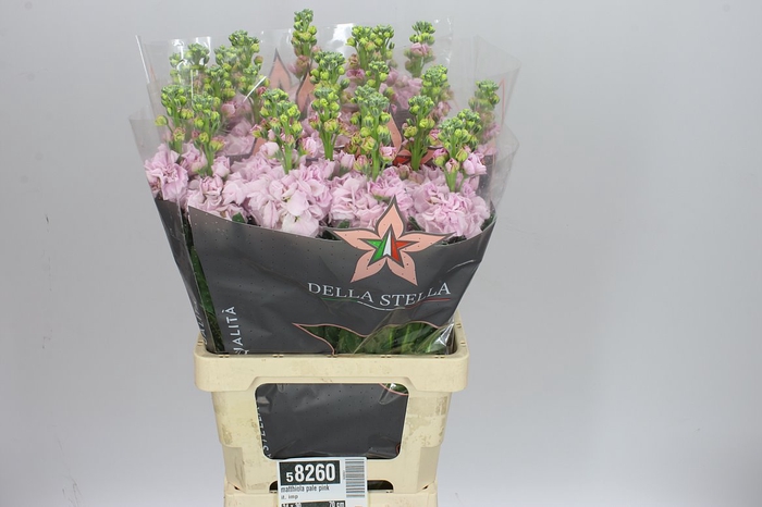 <h4>Matthiola Pale Pink It. Imp</h4>