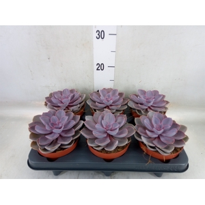 Echeveria  'Purple Pearl'