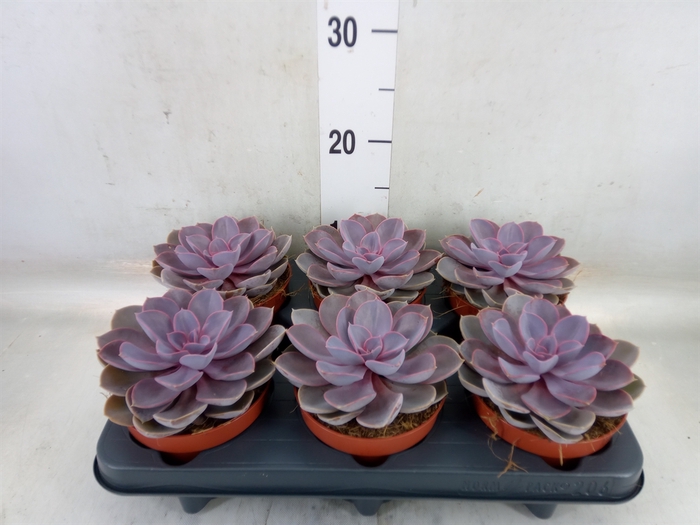 <h4>Echeveria  'Purple Pearl'</h4>