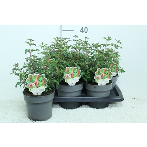Fuchsia magellanica 'Riccartonii'