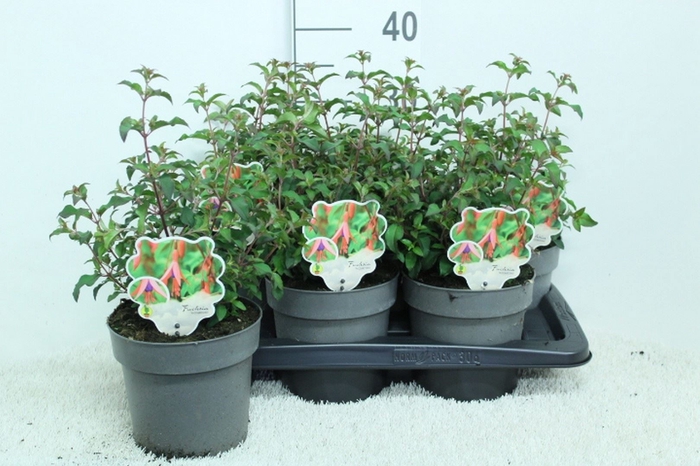 <h4>Fuchsia magellanica 'Riccartonii'</h4>